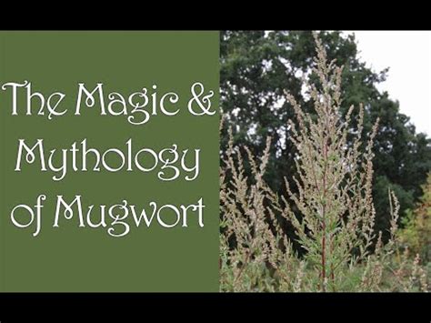 Mugwort magical properties